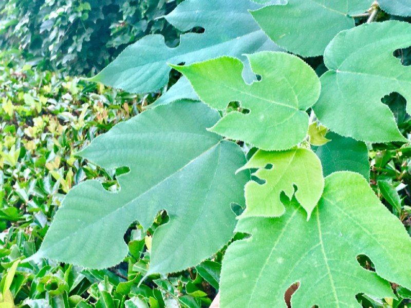 构树小时候随处可见，但一直不知道名字的树