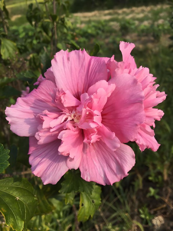 木槿花锦葵科木槿属落叶灌木，成年植株一般可达1~2米，甚至更高，灌木状