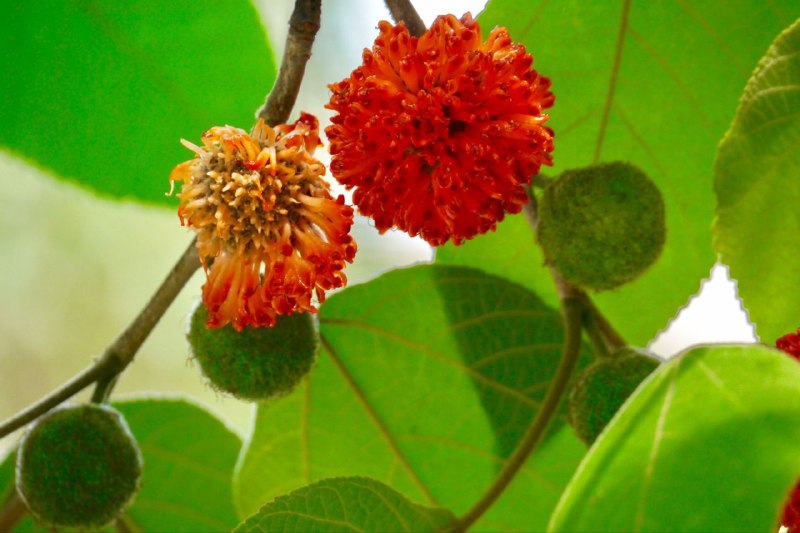 构树小时候随处可见，但一直不知道名字的树