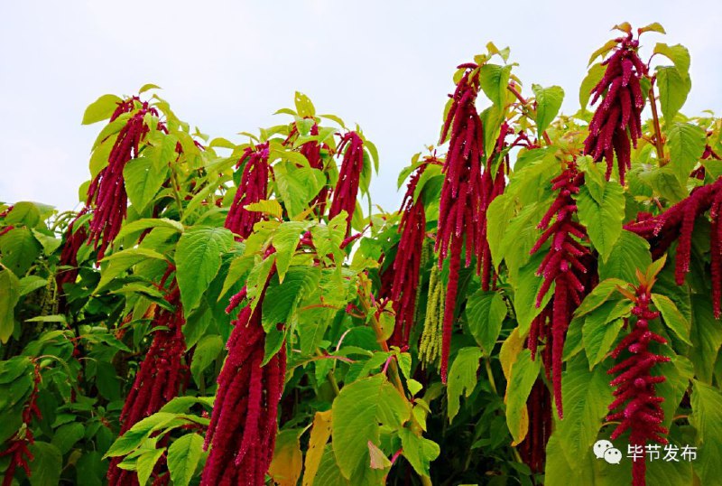 汉菜/天星米#风土之前我提到过老家的一种菜，翻遍了整个搜索引擎，都没找到相关资料，后来安装了抖音才找到，原来这种菜在云南叫汉菜，在贵州，被叫做天星米