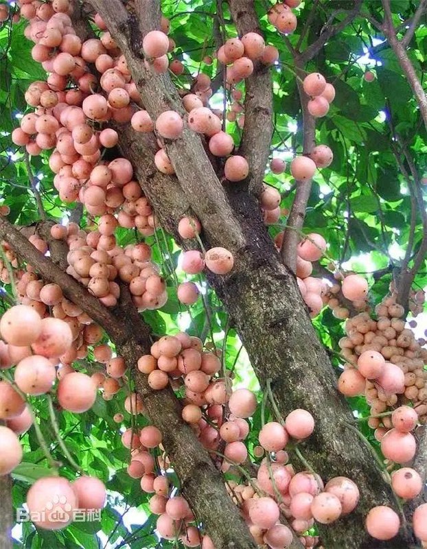 多依/木奶果#风土 木奶果，叶下珠科木奶果属常绿乔木，高5-15米，普遍分布于东南亚地区，在中国分布于广东、海南、广西和云南