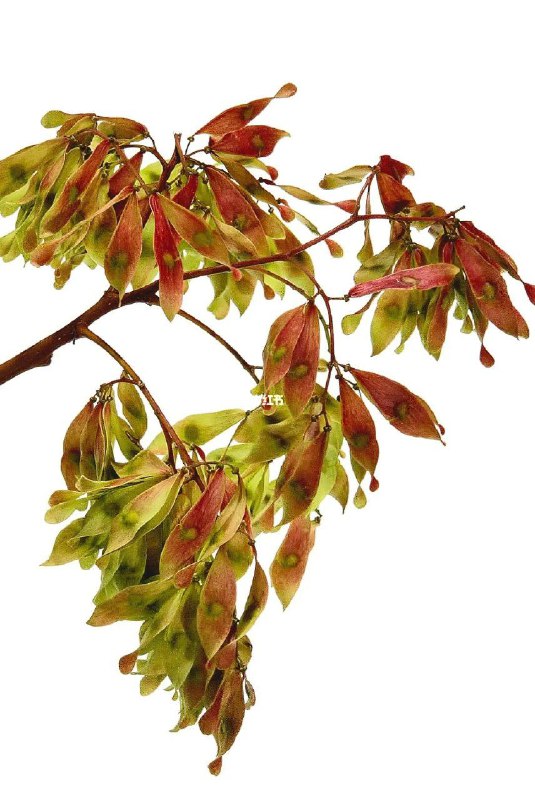 赵孟頫《痔疮帖》——人的字还是不能太好不然连得了痔疮求药的信札都会被对方保留下来流传后世，现在好了老赵，全世界都知道你得了痔疮了 释文：进之足下：贱体痔疮大发，欲得椿树子如此样者，望买少许，并好棕糊刷要一枚注：文中椿树为臭椿，见图2