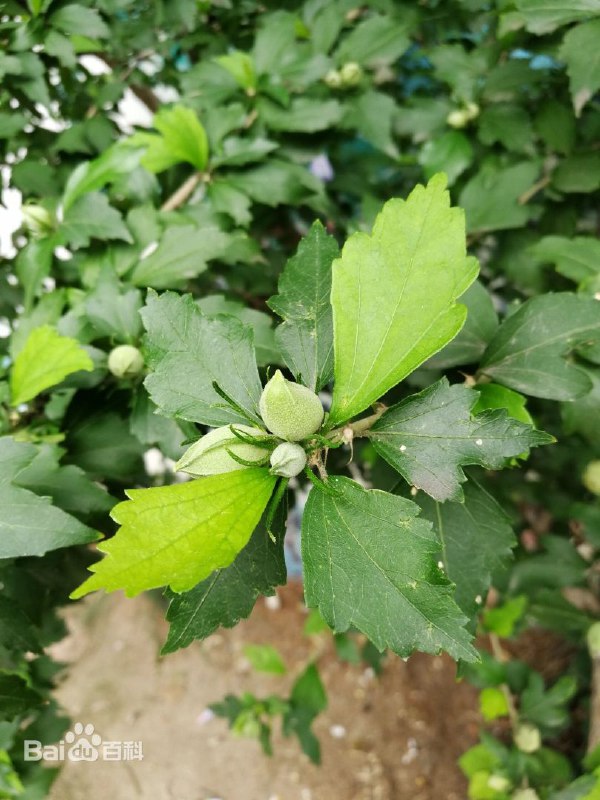 木槿花锦葵科木槿属落叶灌木，成年植株一般可达1~2米，甚至更高，灌木状