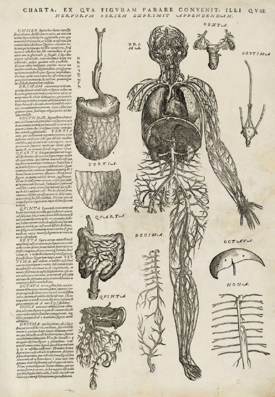 1.清朝医学家王清任著作《医林改错》（著于1830年）所附解剖图